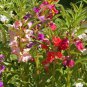 25 Pcs Balsam Tom Thumb Mixed Seeds Impatiens Balsamina