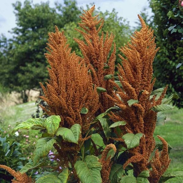 50 Pcs Amaranthus Hot Biscuits Seeds Amaranthus Retroflexus
