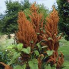 50 Pcs Amaranthus Hot Biscuits Seeds Amaranthus Retroflexus