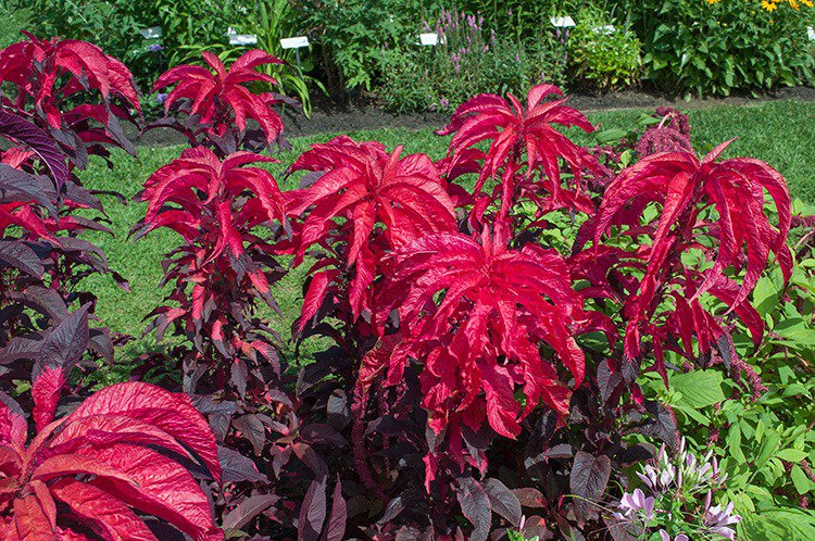 100 Pcs Amaranthus Molten Fire Seeds Fire Plant Amaranthus Retroflexus