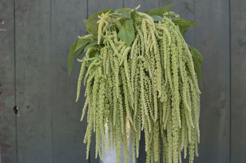 100 Pcs Amaranthus Green Tail Seeds Amaranthus Retroflexus