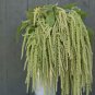 100 Pcs Amaranthus Green Tail Seeds Amaranthus Retroflexus