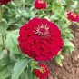 100 Pcs Zinnia Super Yoga Seeds