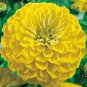 100 Pcs Zinnia Canary Bird Yellow Seeds