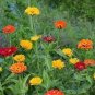 100 Pcs Zinnia Lava Lamp Mix Seeds