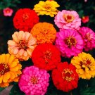 100 Pcs Zinnia Lilliput Mix Seeds