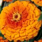 100 Pcs Zinnia Orange King Seeds