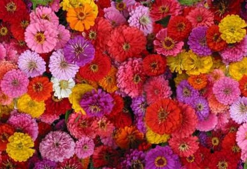 100 Pcs Zinnia Zin Master Mix Seeds