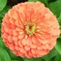 100 Pcs Zinnia Salmon Queen Seeds