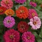 100 Pcs Zinnia California Giants Mix Seeds