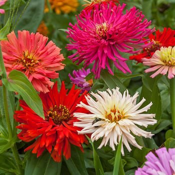100 Pcs Zinnia Cactus Flowered Mix Seeds