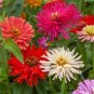100 Pcs Zinnia Cactus Flowered Mix Seeds