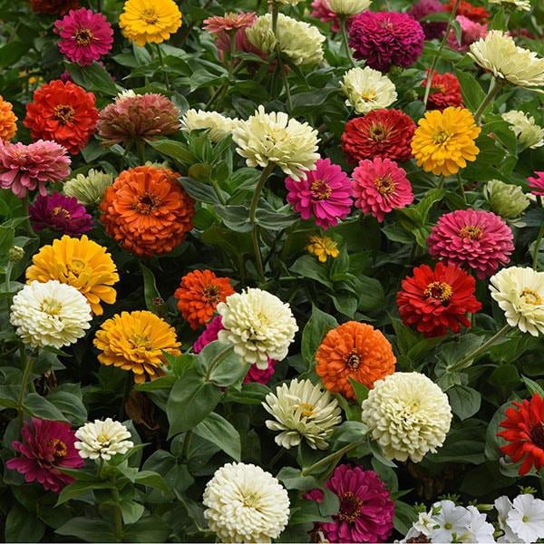 100 Pcs Zinnia State Fair Mix Seeds