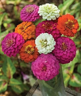 100 Pcs Zinnia Cut And Come Again Mix Seeds