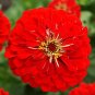 100 Pcs Zinnia Will Rogers Seeds