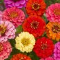 100 Pcs Zinnia Thumbelina Dwarf Mix Seeds