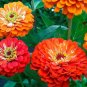 100 Pcs Zinnia Oriole Mix Seeds