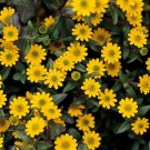 50 Pcs Creeping Zinnia Sanvitalia Procumbens Seeds