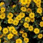 50 Pcs Creeping Zinnia Sanvitalia Procumbens Seeds