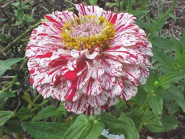 100 Pcs Zinnia Candy Striped Seeds