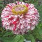 100 Pcs Zinnia Candy Striped Seeds