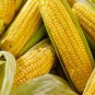 20 Pcs Golden Sweet Baby Corn Seeds