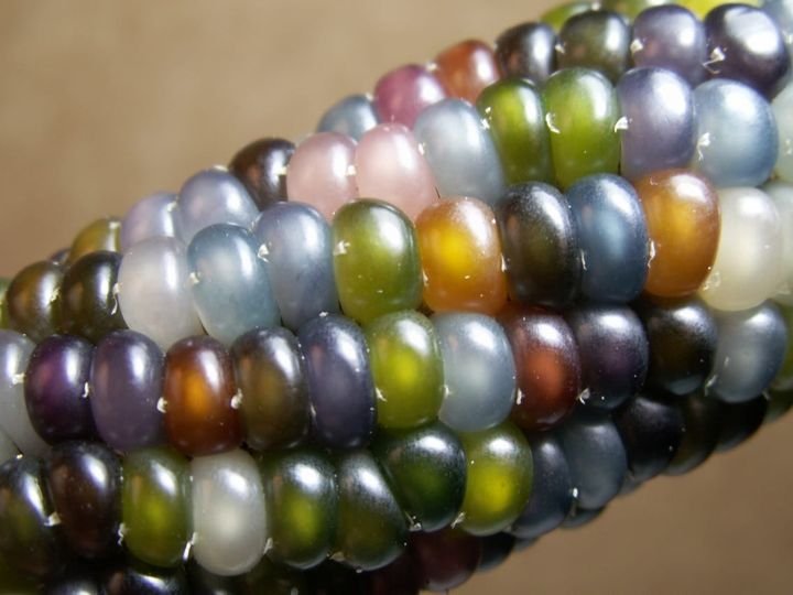 50 Pcs Ornamental Corn Glass Gem Seeds