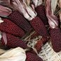 25 Pcs Ornamental Corn Strawberry Corn Seeds