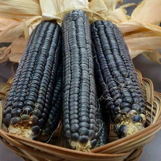 20 Pcs Ornamental Corn Blue Hopi Seeds