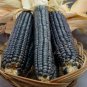 20 Pcs Ornamental Corn Blue Hopi Seeds