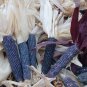 20 Pcs Ornamental Corn Shades Of Blue Seeds