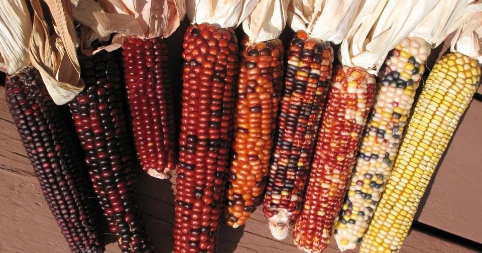 50 Pcs Ornamental Corn Multicolor Rainbow Seeds