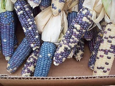 100 Pcs Ornamental Corn Miniature Blue White Purple Seeds