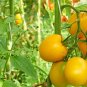 50 Pcs Tomato Jubilee Yellow Seeds