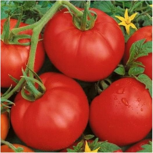 50 Pcs Tomato Ace 55 Seeds