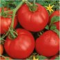 50 Pcs Tomato Ace 55 Seeds
