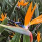 10 Pcs Strelitzia Bird Of Paradise Flower Seeds