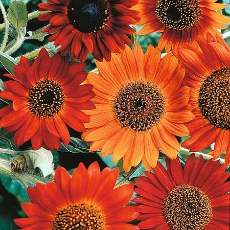 100 Pcs Sunflower Earthwalker Seeds