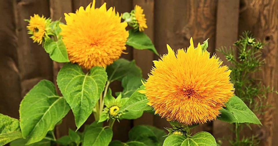 100 Pcs Sunflower Teddy Bear Seeds
