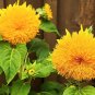 100 Pcs Sunflower Teddy Bear Seeds