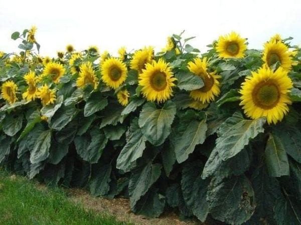 100 Pcs Sunflower Dwarf Sunspot Seeds