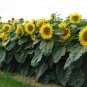 100 Pcs Sunflower Dwarf Sunspot Seeds