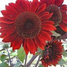 100 Pcs Sunflower Red Sun Seeds