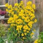 100 Pcs Sunflower Maximillian Seeds