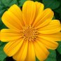 25 Pcs Sunflower Mexican Yellow Tithonia Speciosa Seeds