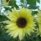 100 Pcs Sunflower Lemon Queen Seeds