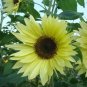 100 Pcs Sunflower Lemon Queen Seeds
