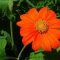 50 Pcs Sunflower Mexican Orange Tithonia Speciosa Seeds