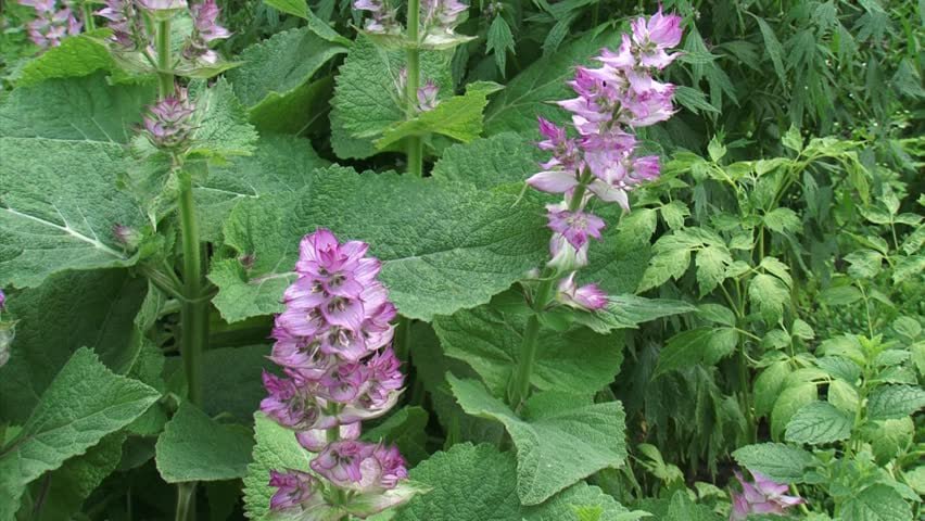 25 Pcs Clary Salvia Sclarea