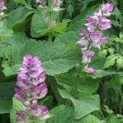 25 Pcs Clary Salvia Sclarea